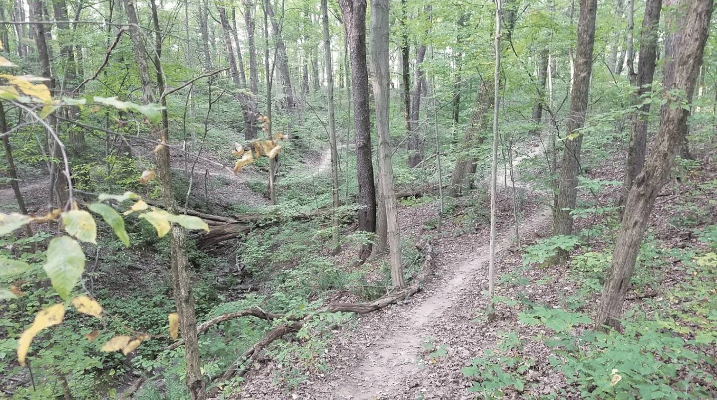 Narrow singletrack mountain bike trail winding through a green hardwood forest